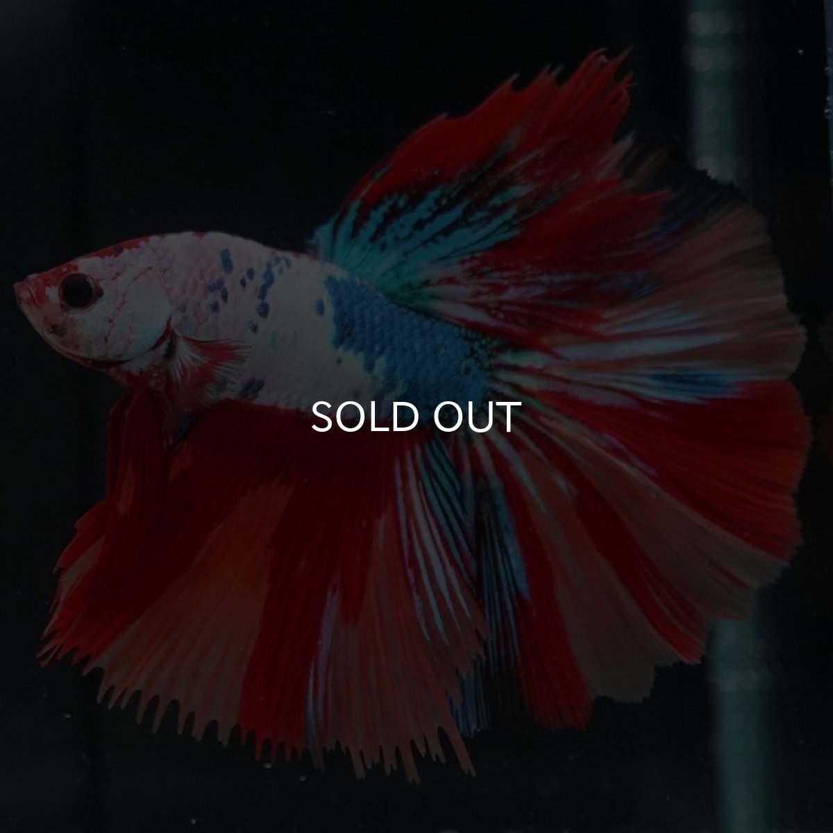 画像7: HM キャンディレインボー (7)