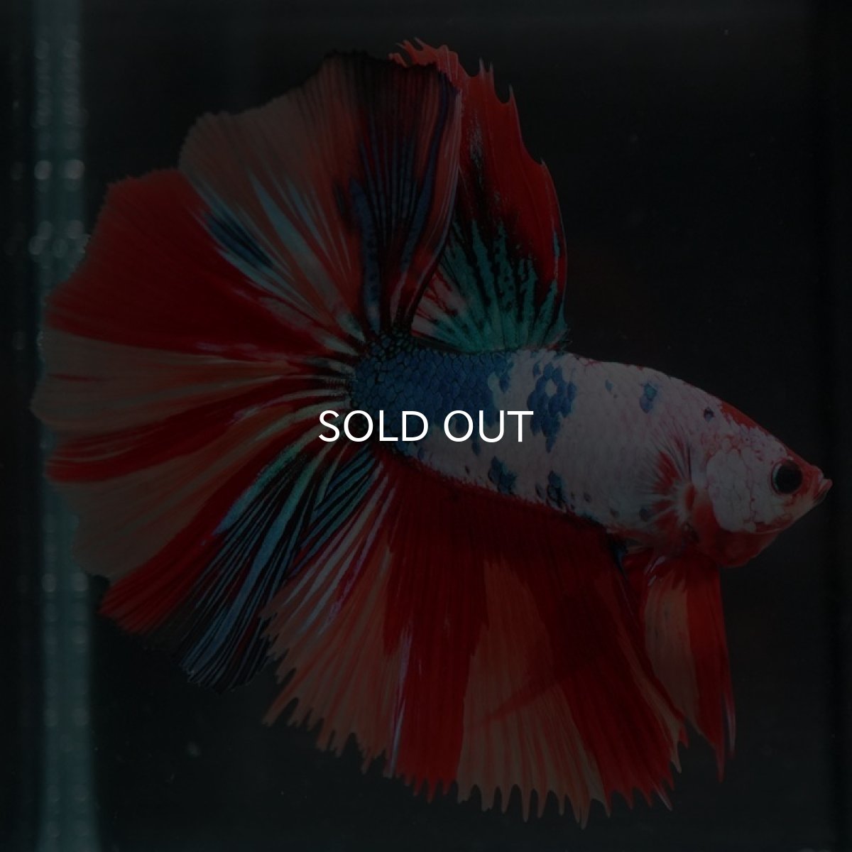 画像6: HM キャンディレインボー (6)