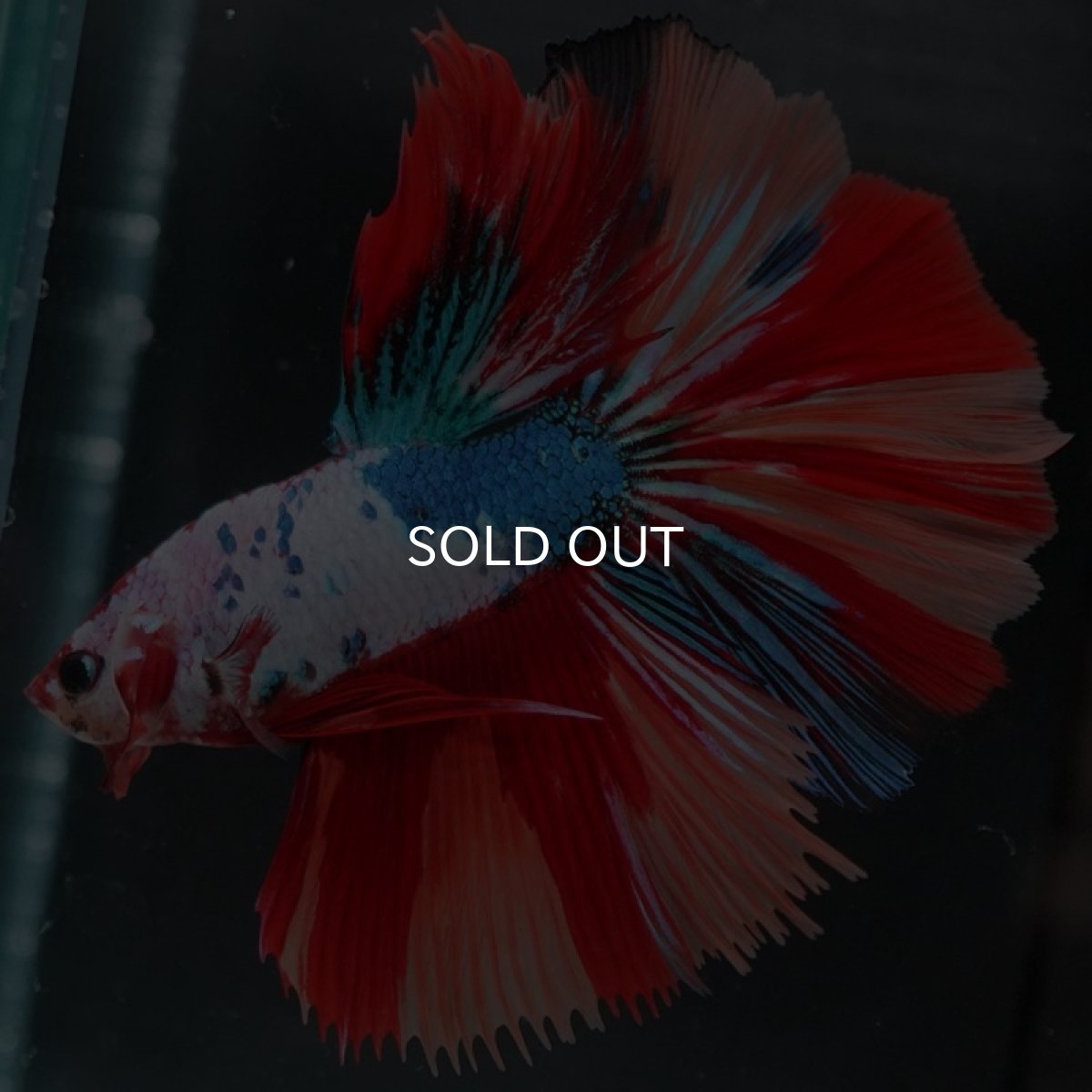 画像5: HM キャンディレインボー (5)