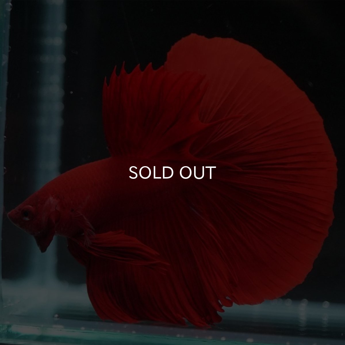 画像8: HM ソリッドレッド (8)