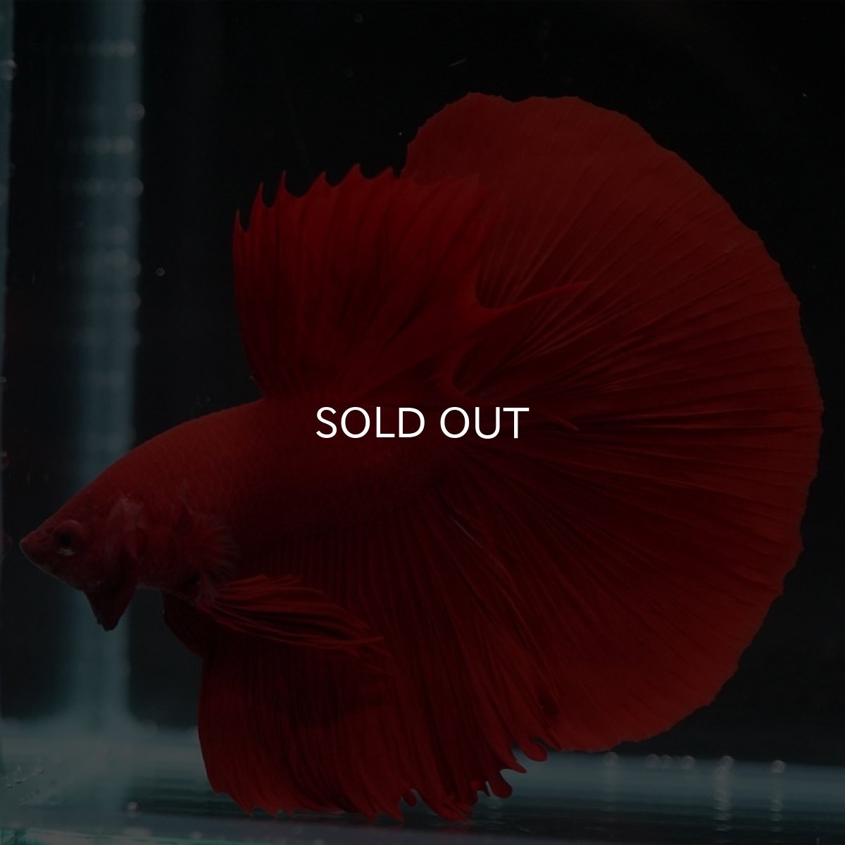 画像4: HM ソリッドレッド (4)