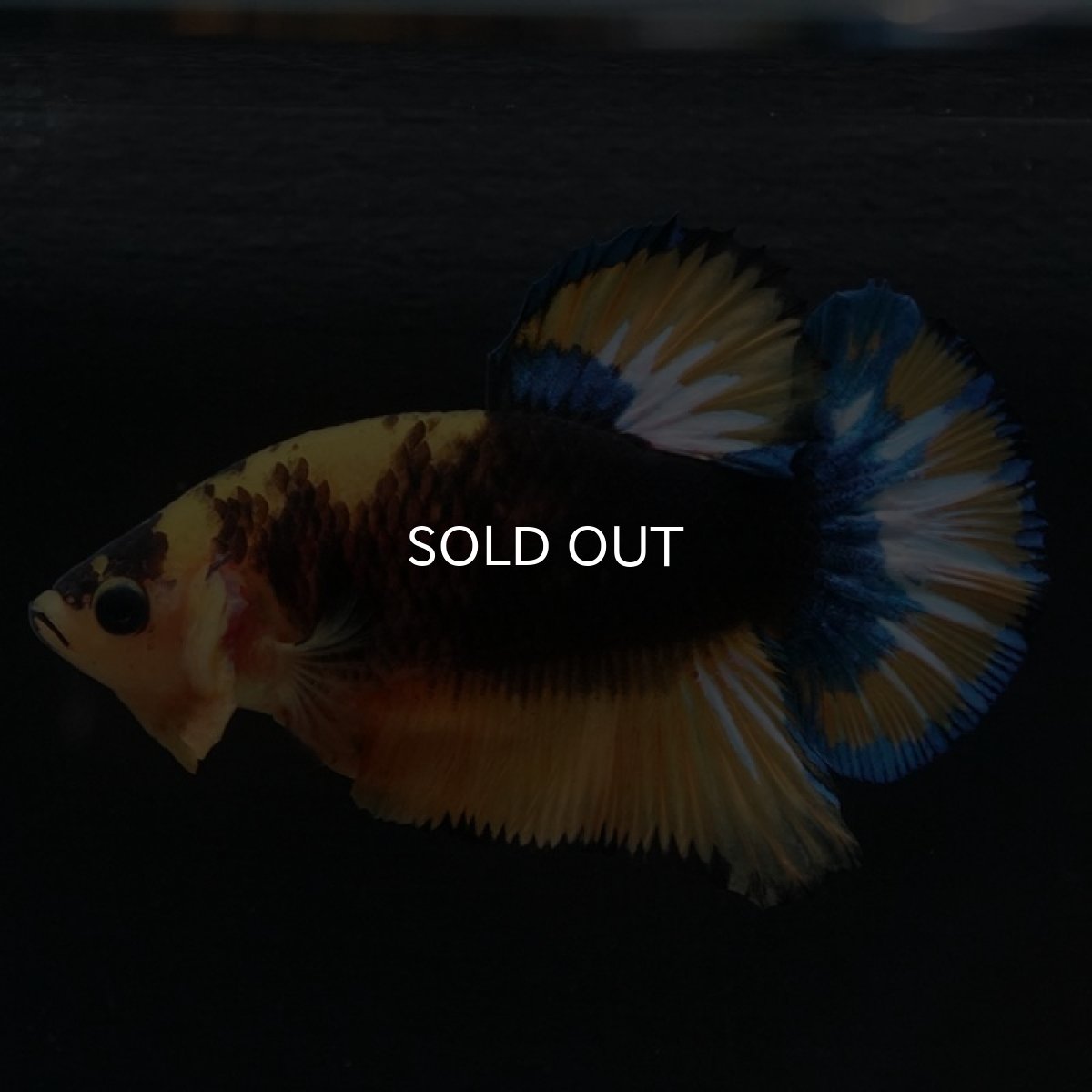 画像7: HMPK　イエローファンシー (7)