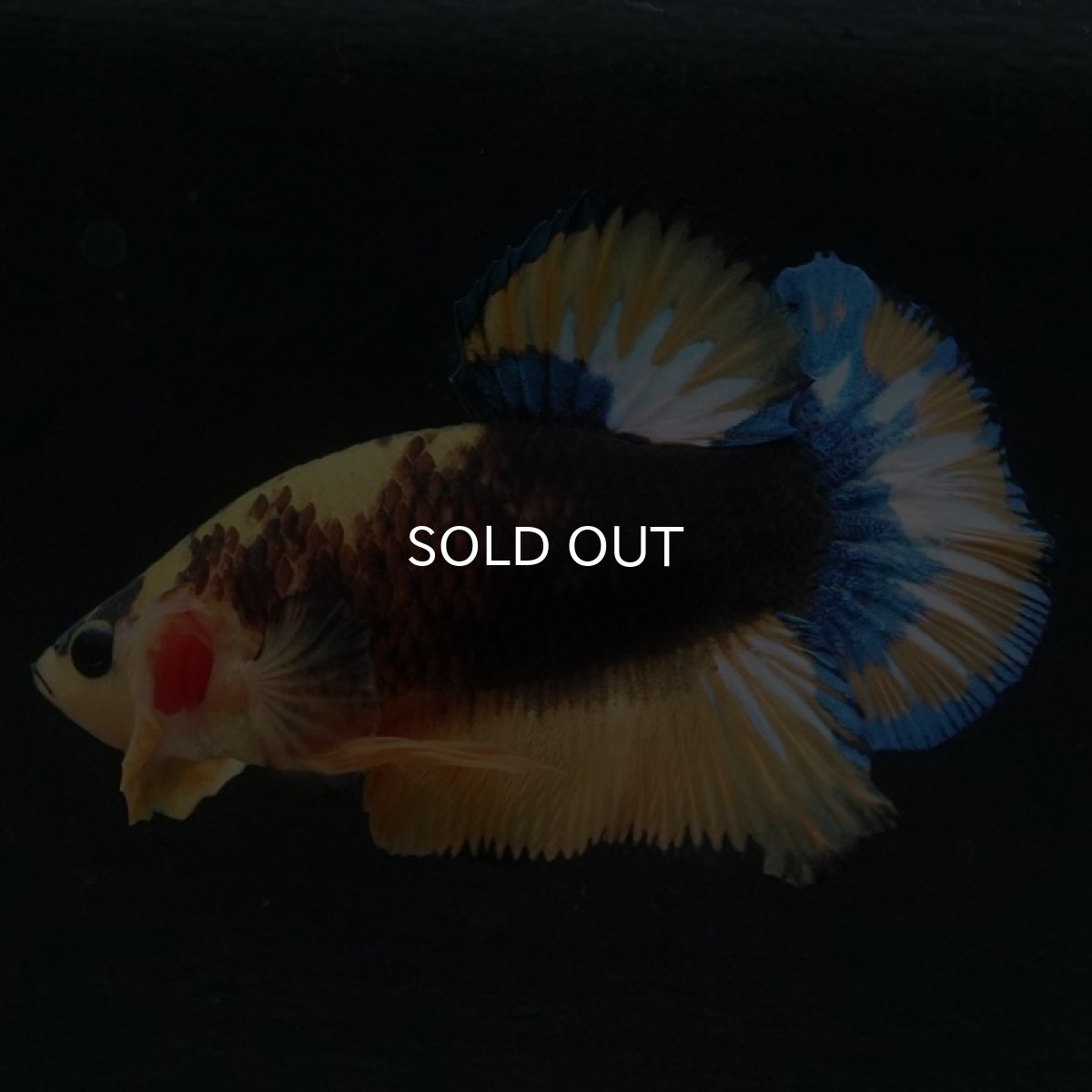 画像2: HMPK　イエローファンシー (2)