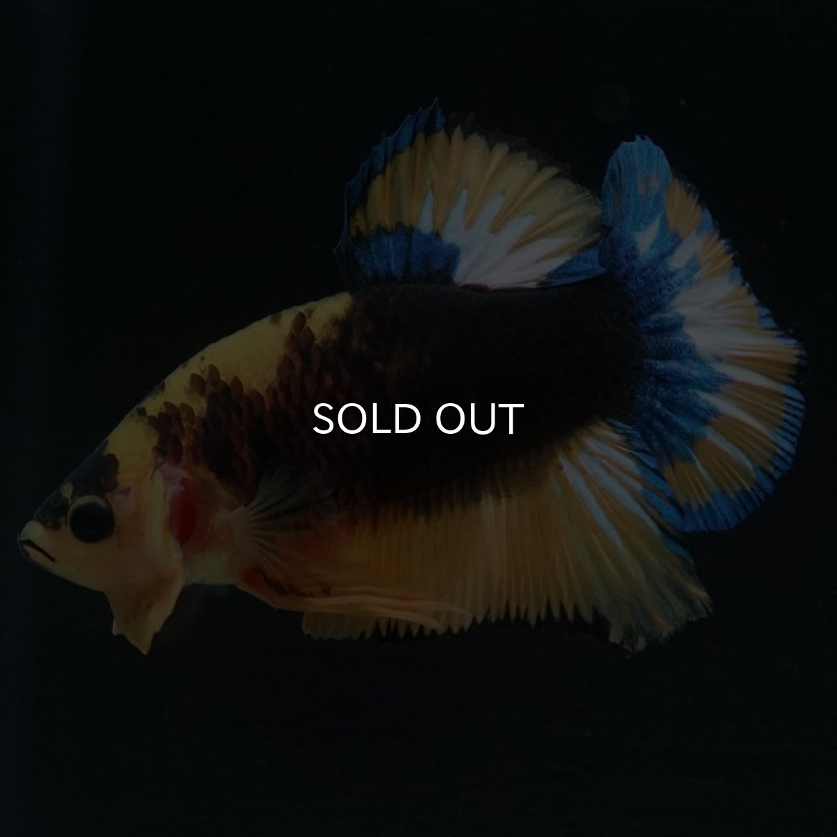 画像6: HMPK　イエローファンシー (6)