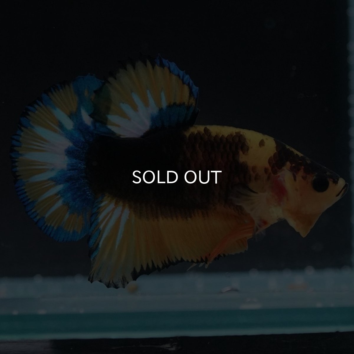 画像5: HMPK　イエローファンシー (5)