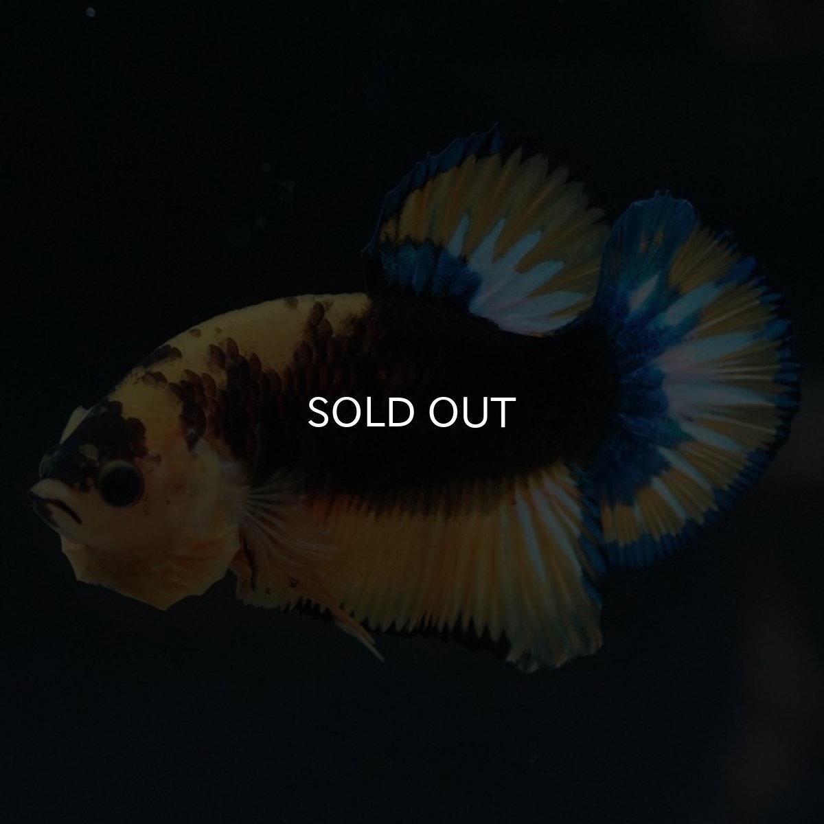 画像4: HMPK　イエローファンシー (4)