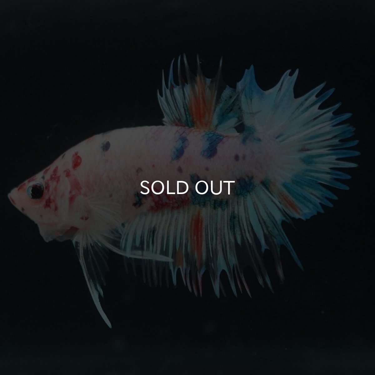 画像7: CTPK キャンディレインボー (7)