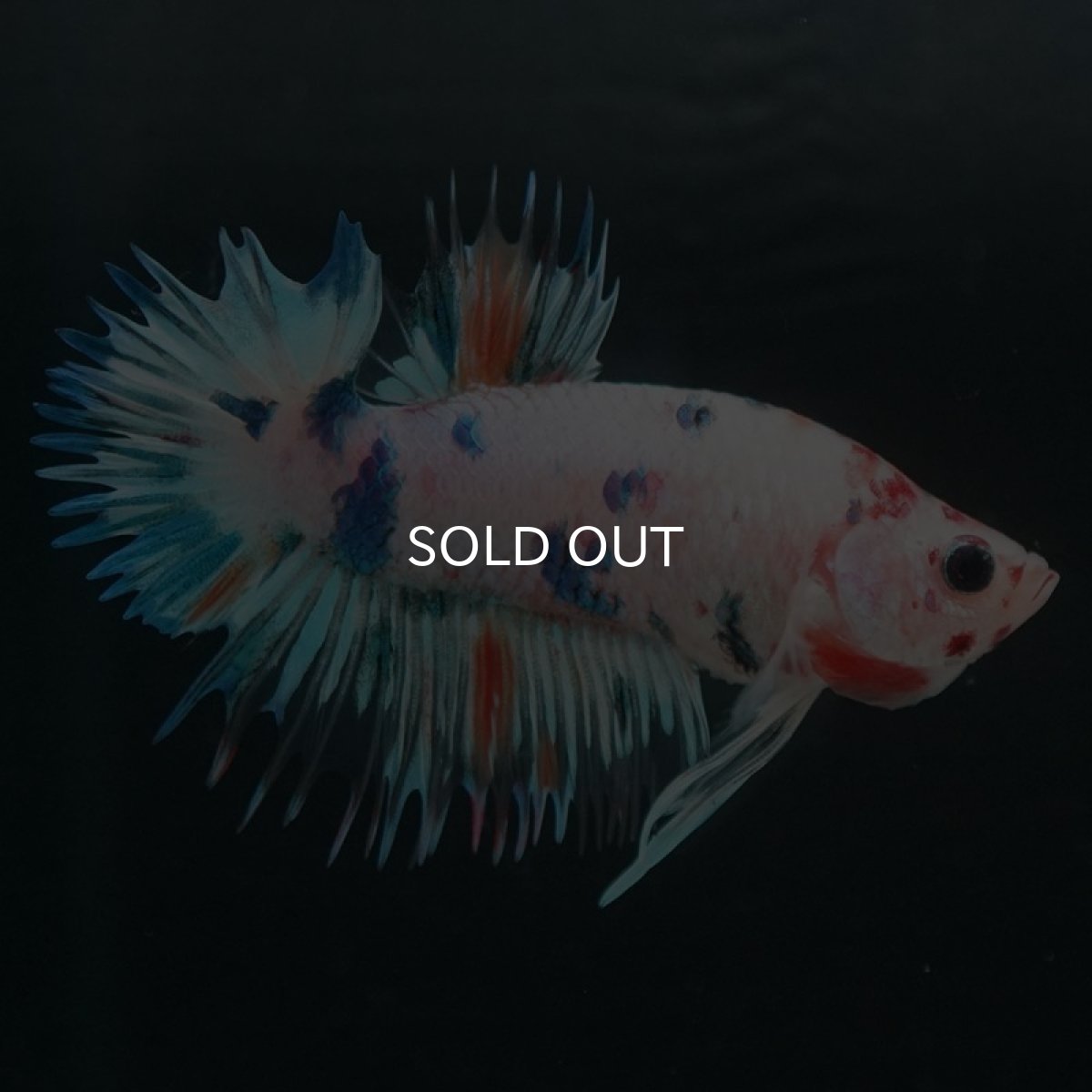 画像8: CTPK キャンディレインボー (8)