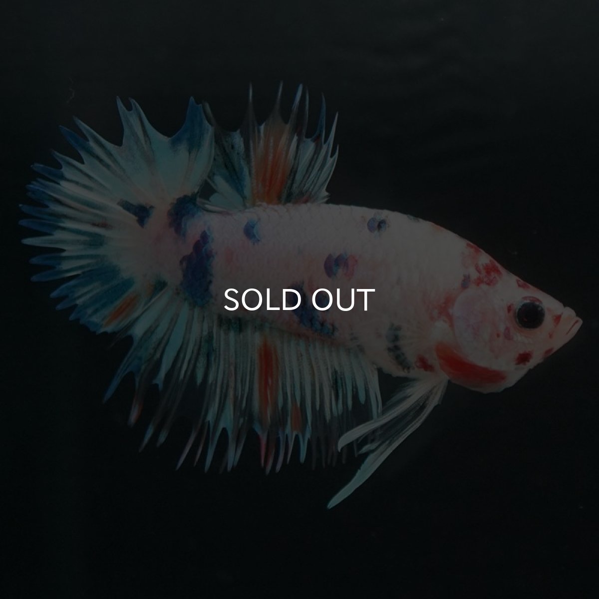 画像6: CTPK キャンディレインボー (6)