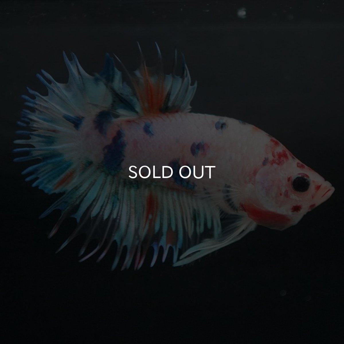 画像3: CTPK キャンディレインボー (3)