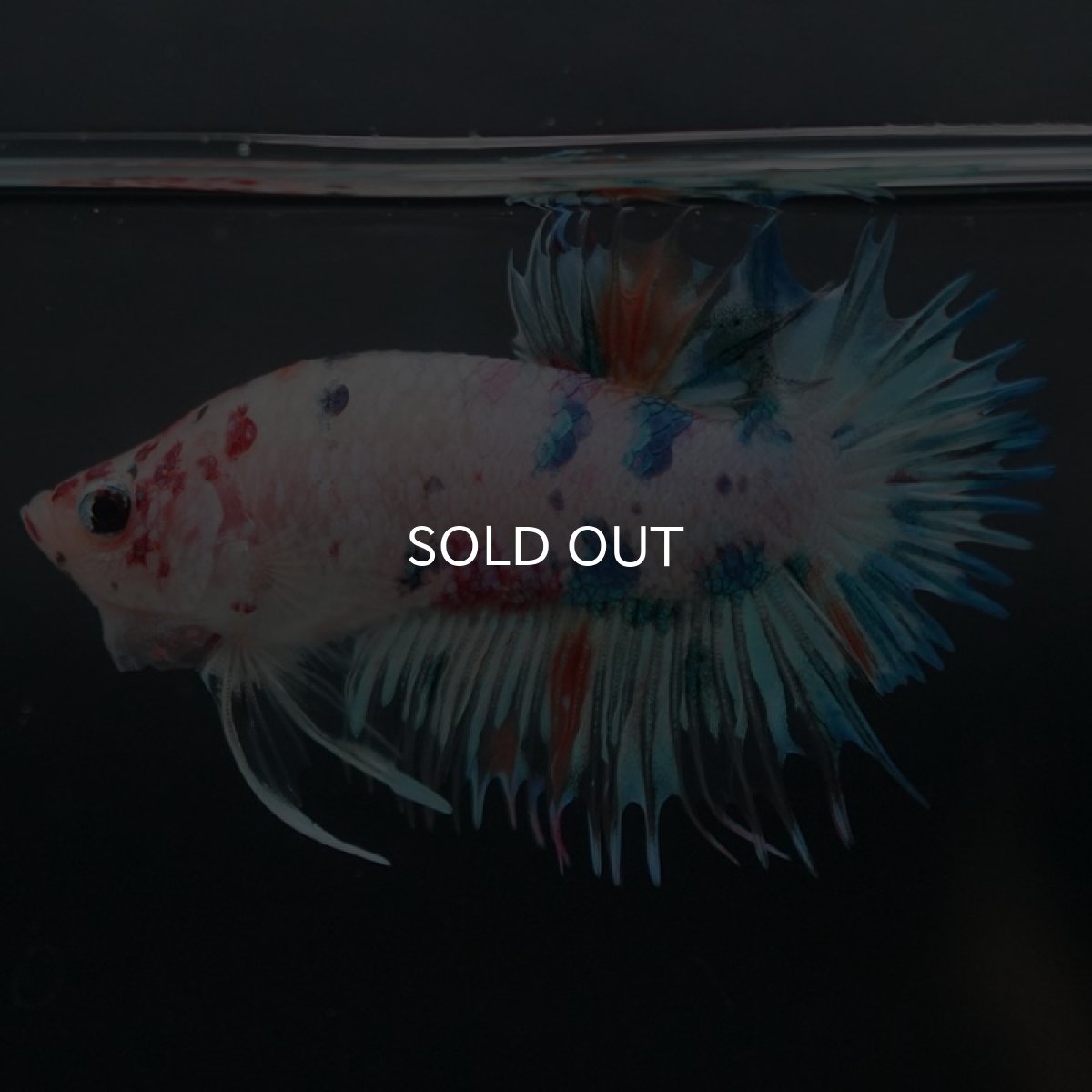 画像5: CTPK キャンディレインボー (5)