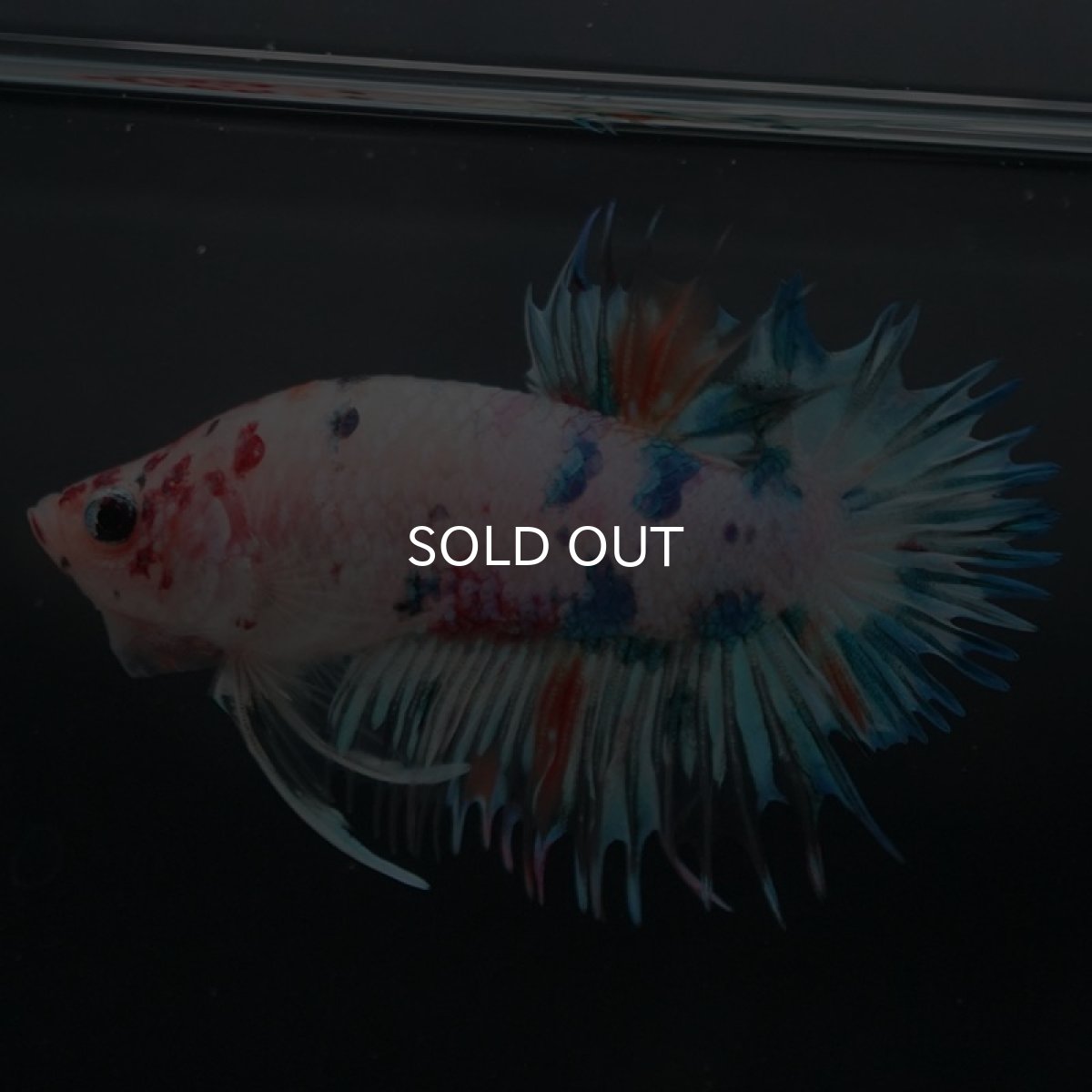 画像2: CTPK キャンディレインボー (2)