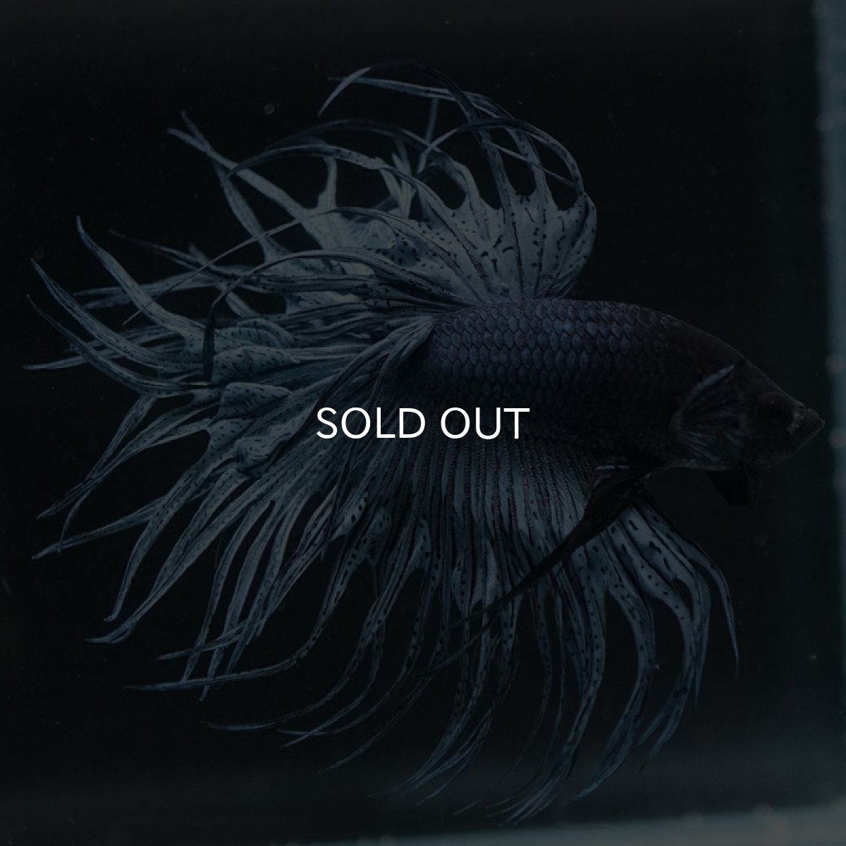 画像3: KCT スチールブルー (3)