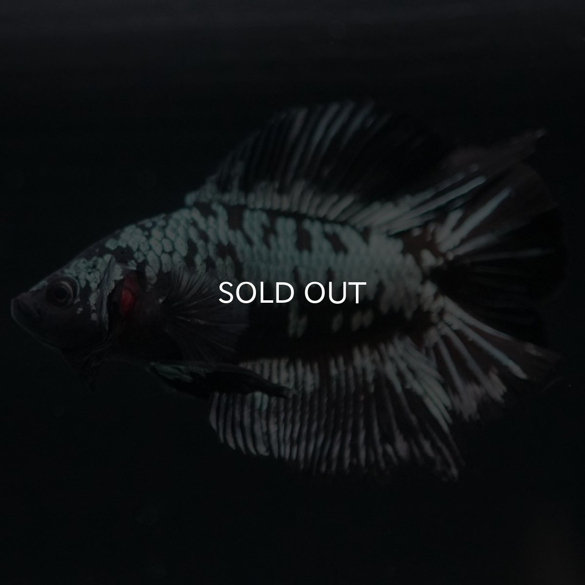 画像6: DTPK ブラックカッパーギャラクシー (6)