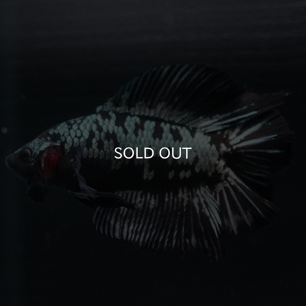 画像4: DTPK ブラックカッパーギャラクシー (4)