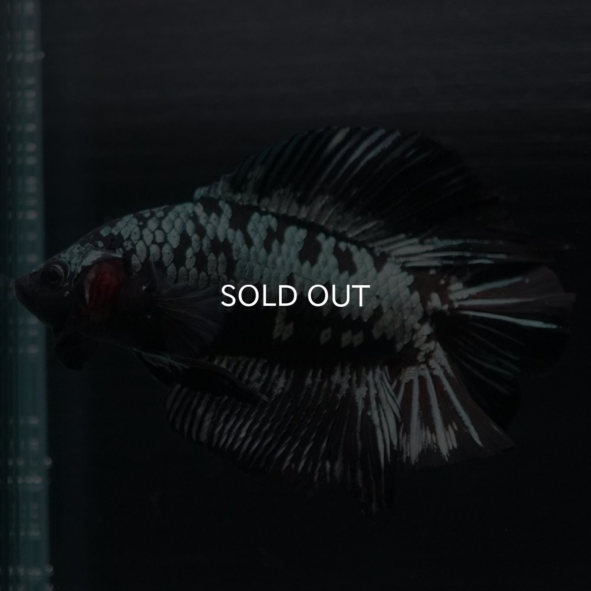 画像2: DTPK ブラックカッパーギャラクシー (2)