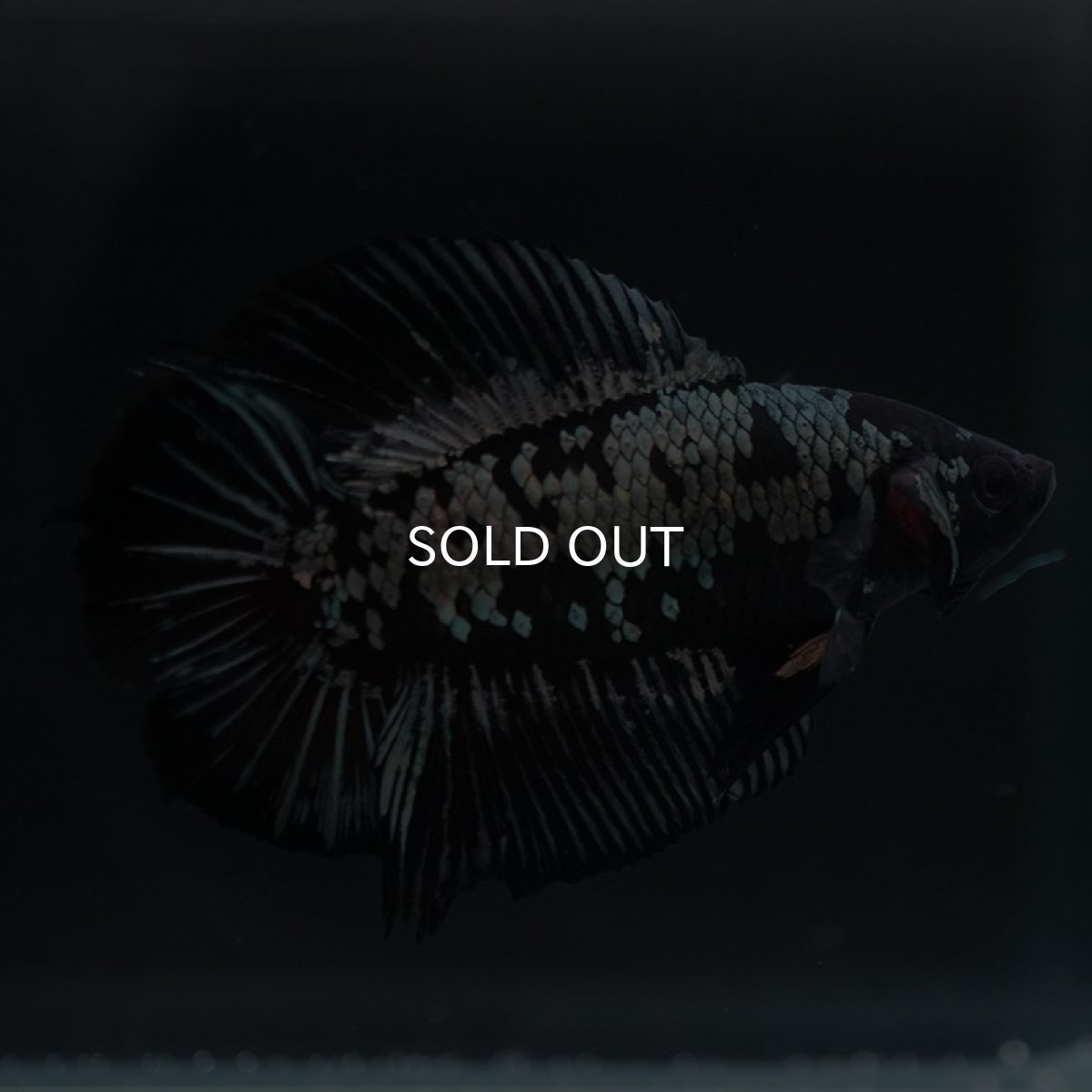 画像7: DTPK ブラックカッパーギャラクシー (7)