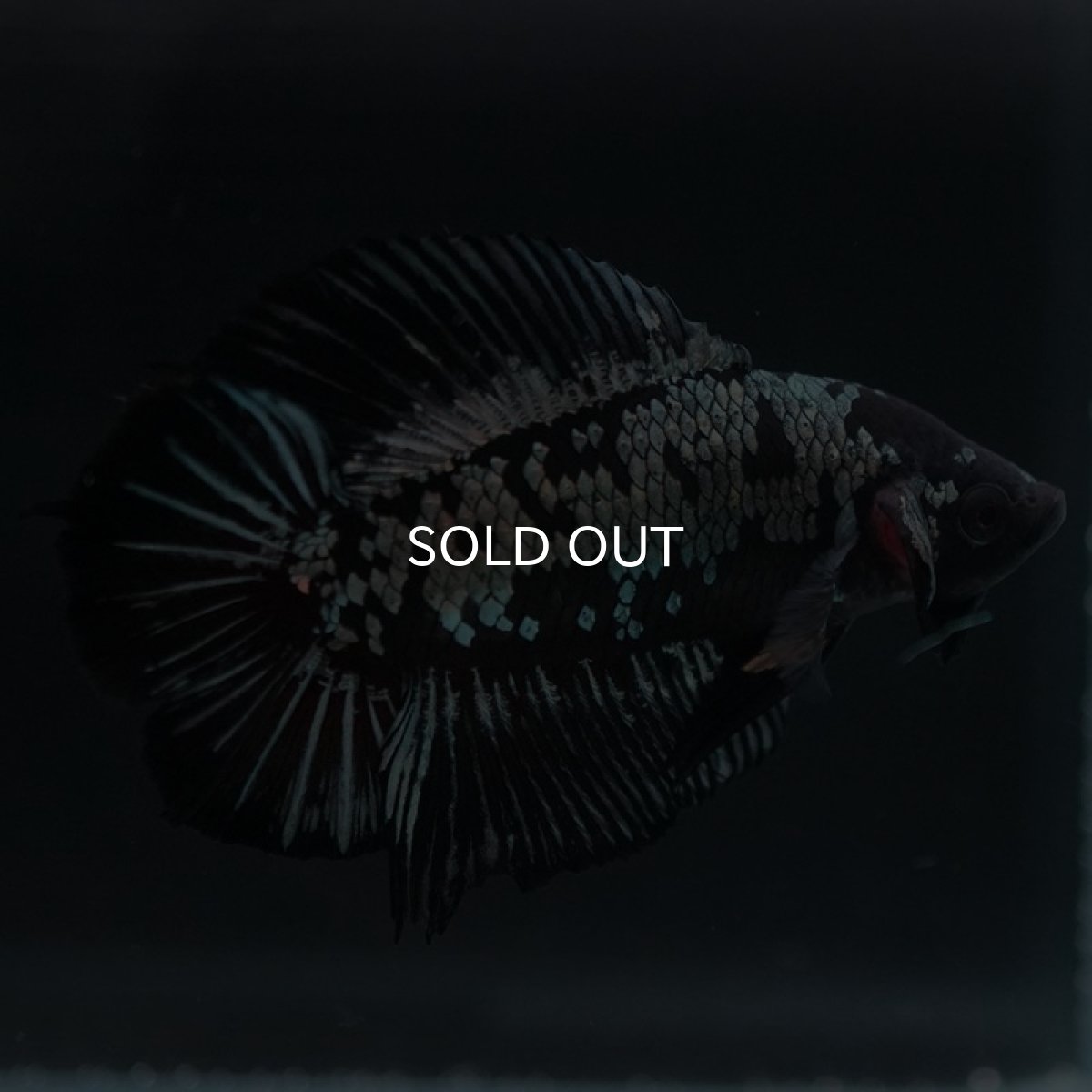 画像3: DTPK ブラックカッパーギャラクシー (3)