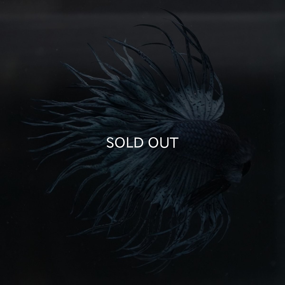 画像4: KCT スチールブルー (4)