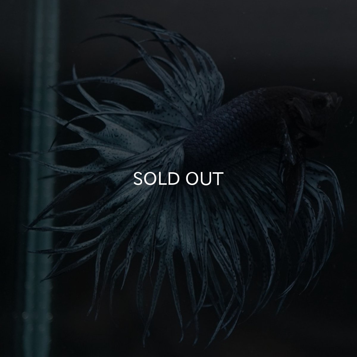 画像6: KCT スチールブルー (6)