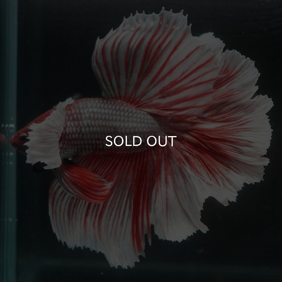 画像4: HMダンボ　ラベンダー　ローズテール (4)