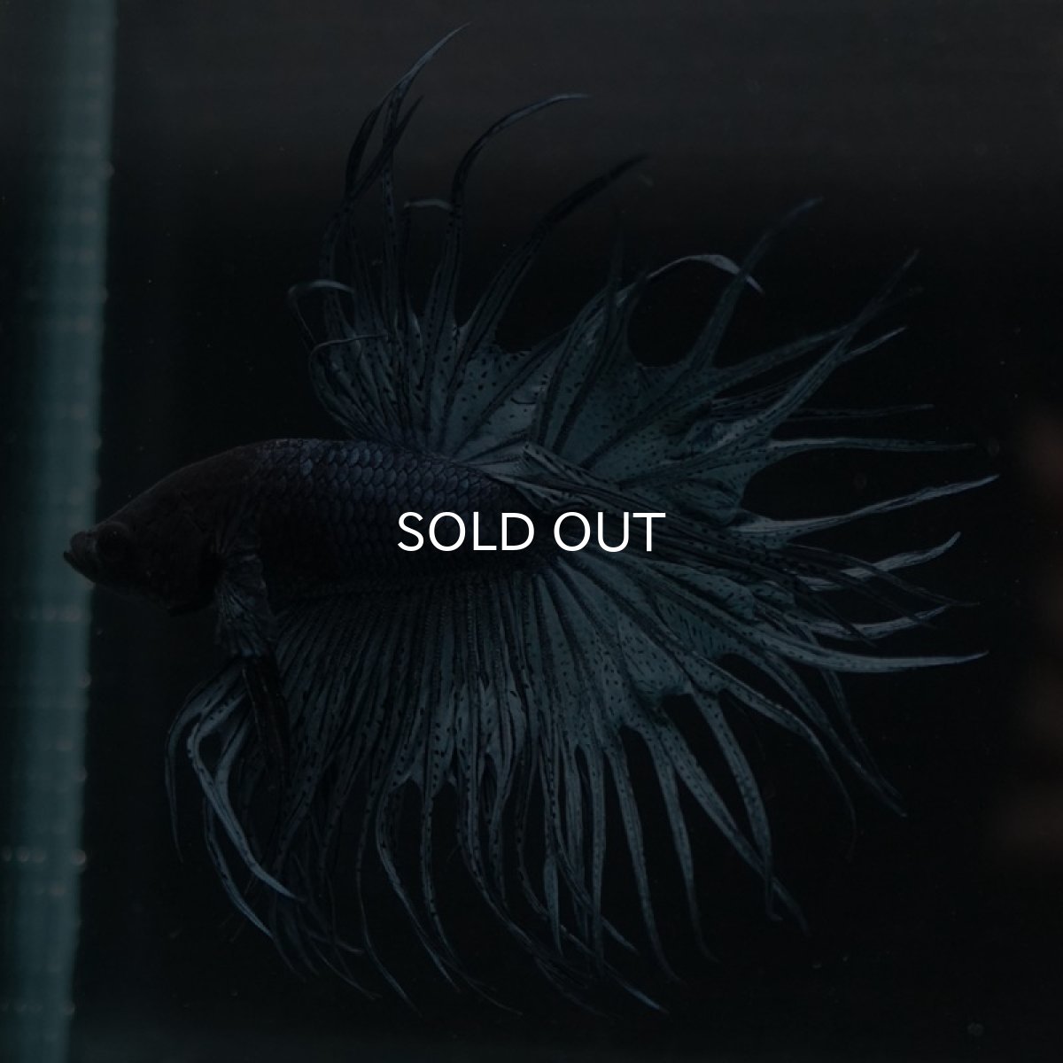 画像7: KCT スチールブルー (7)