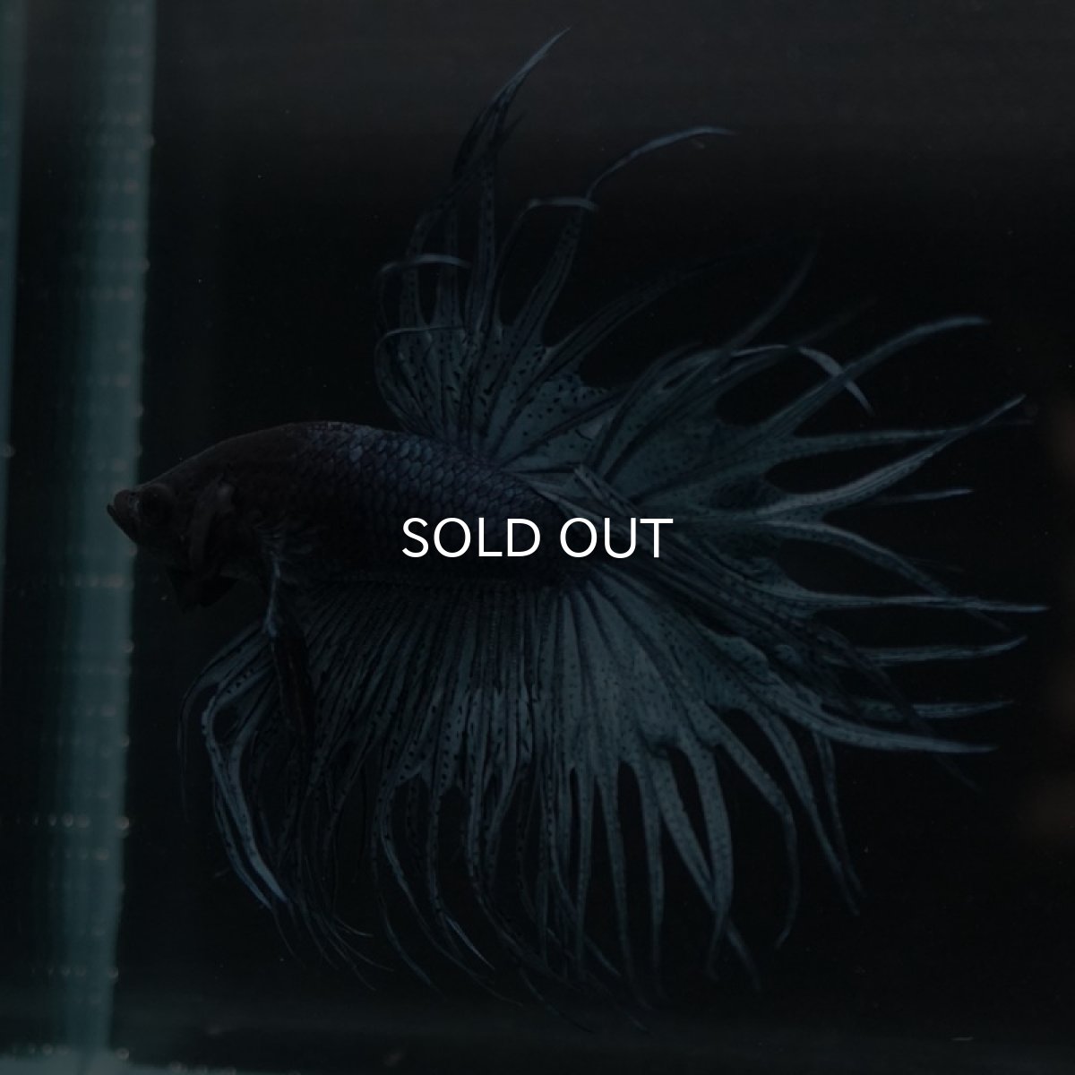 画像2: KCT スチールブルー (2)