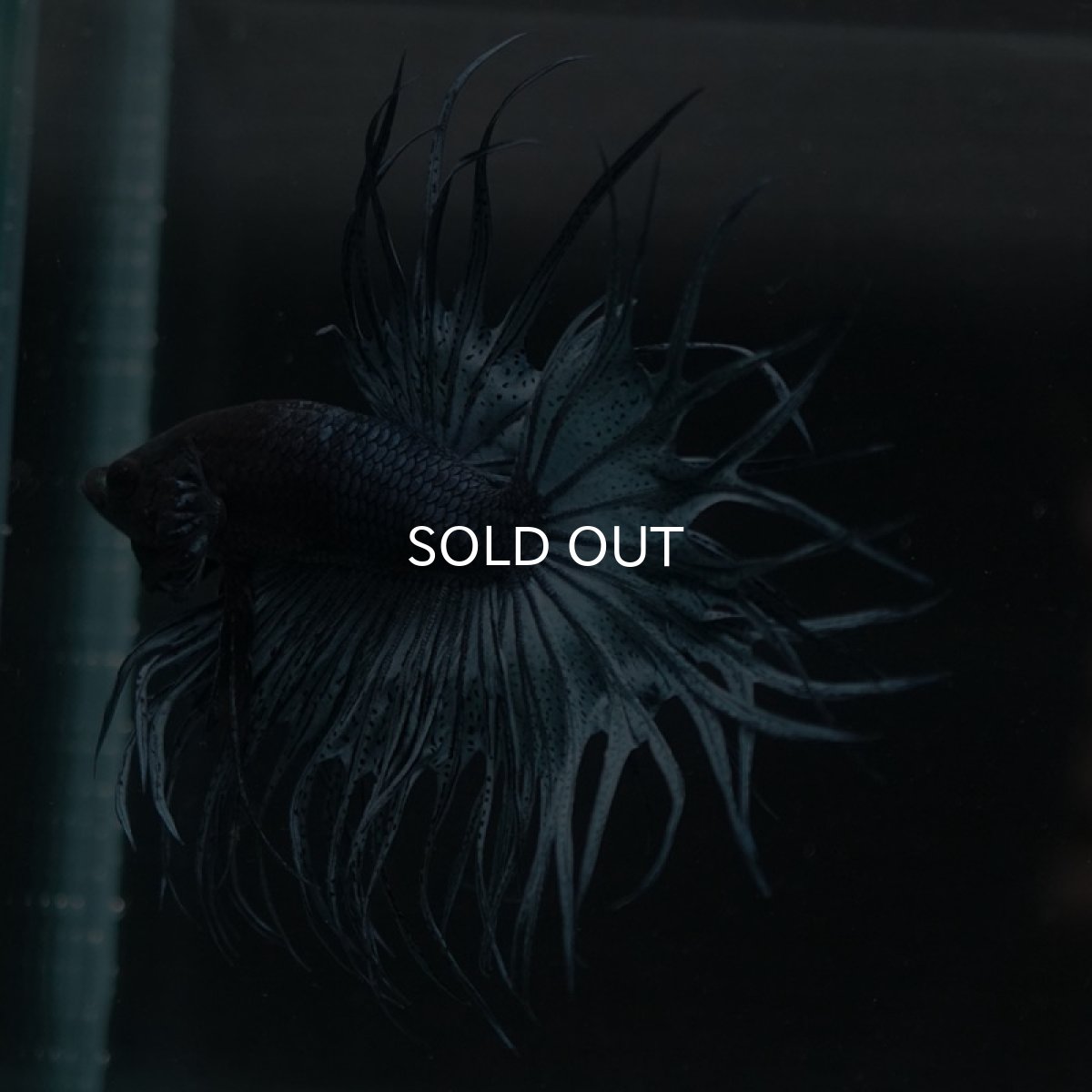 画像5: KCT スチールブルー (5)