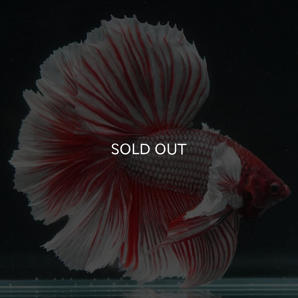 画像3: HMダンボ　ラベンダー　ローズテール (3)