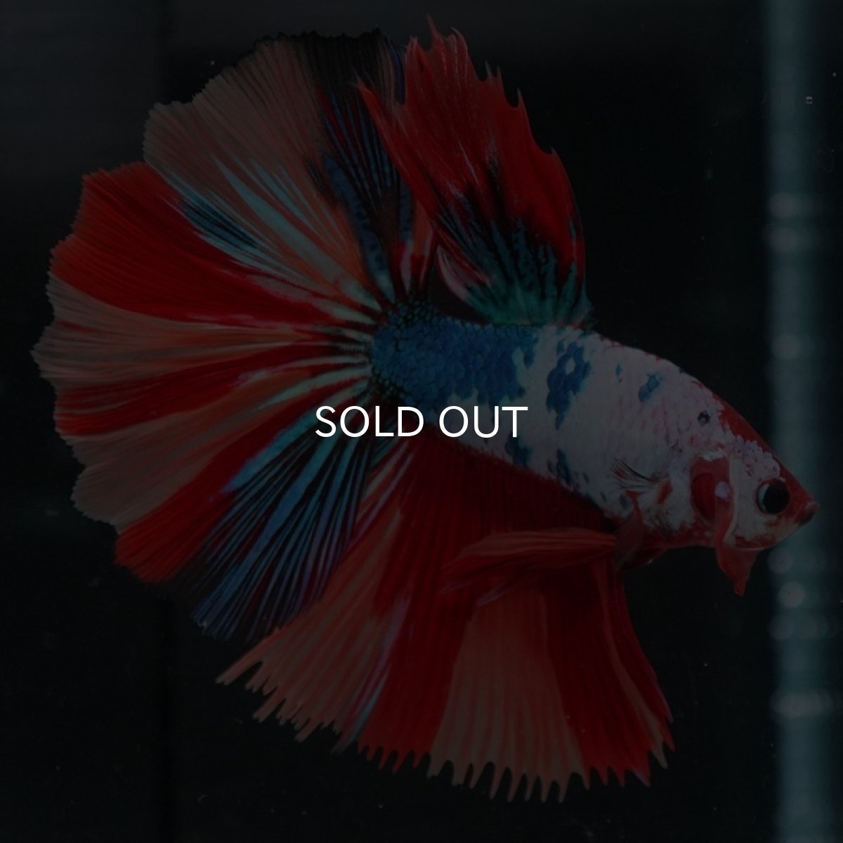 画像3: HM キャンディレインボー (3)