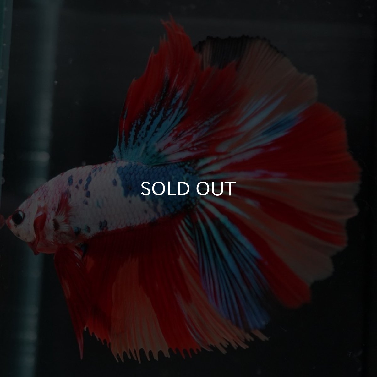 画像4: HM キャンディレインボー (4)