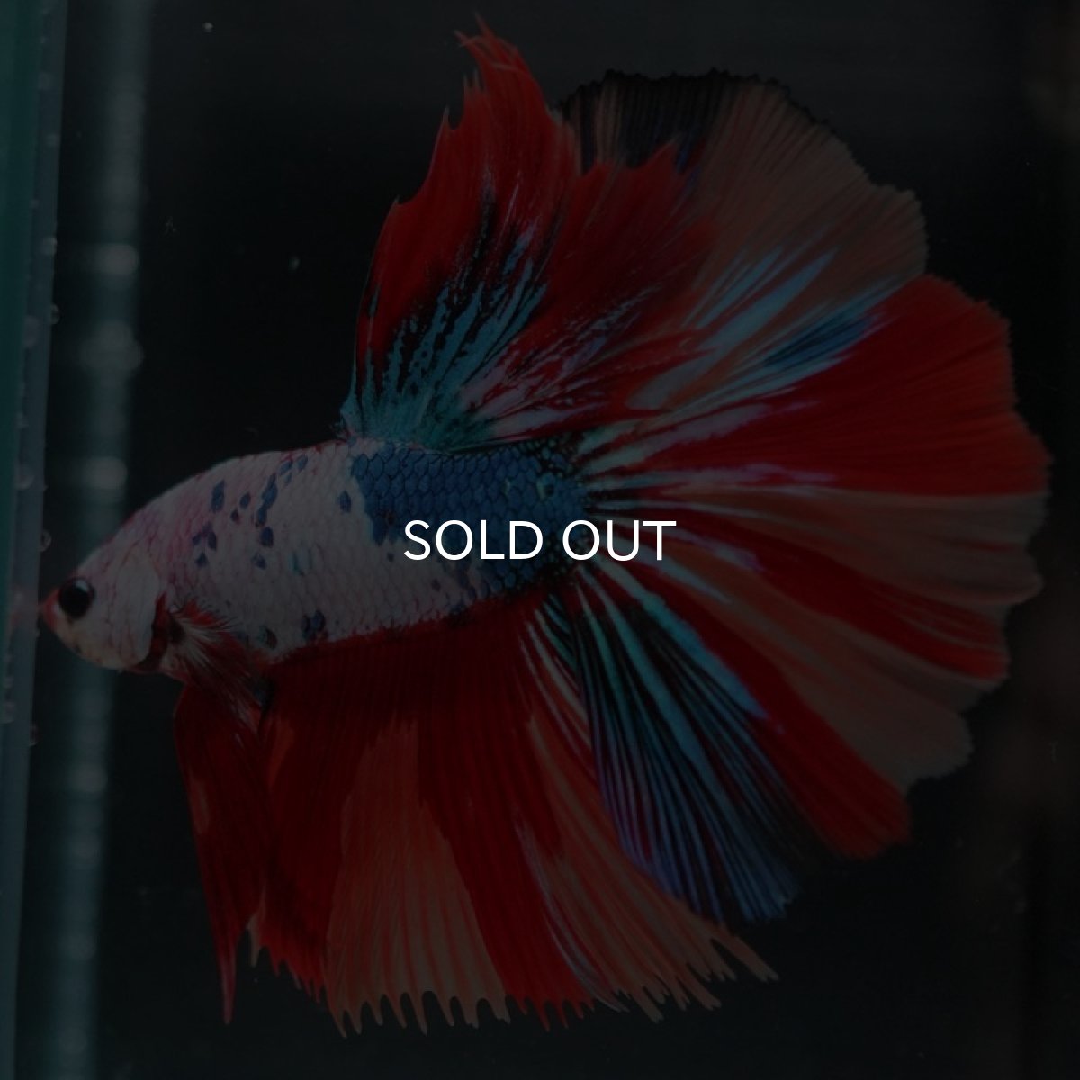 画像2: HM キャンディレインボー (2)