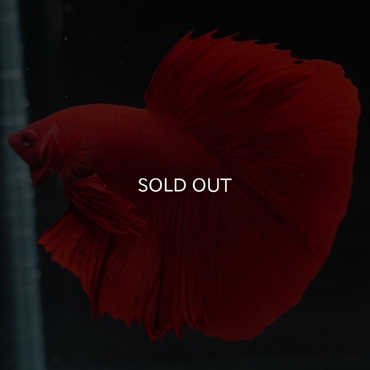 画像6: HM ソリッドレッド (6)