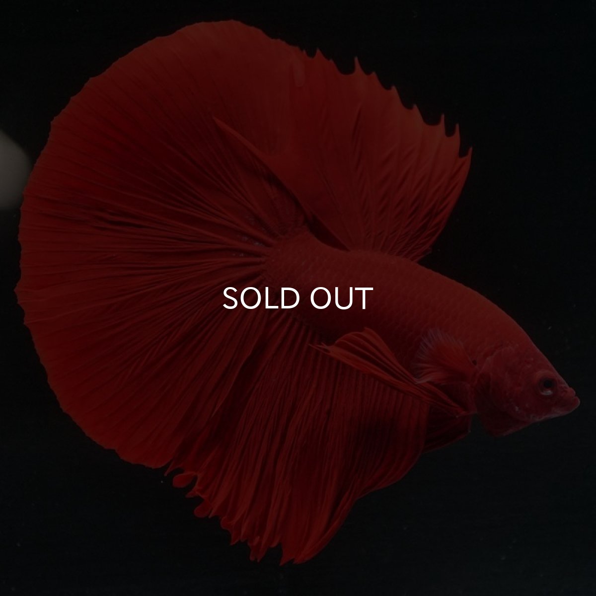 画像3: HM ソリッドレッド (3)