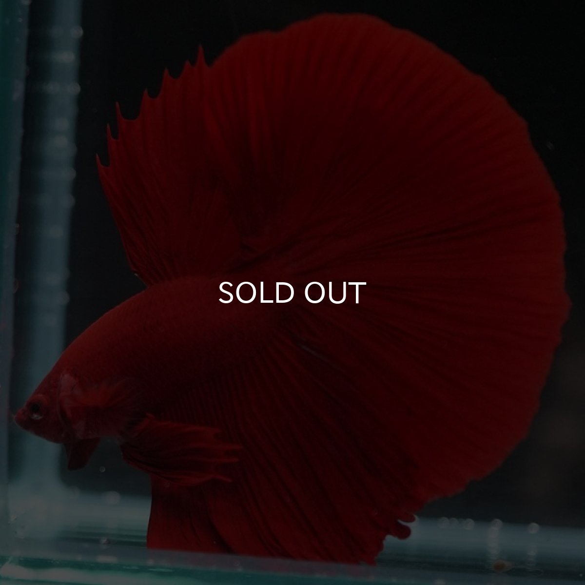 画像2: HM ソリッドレッド (2)