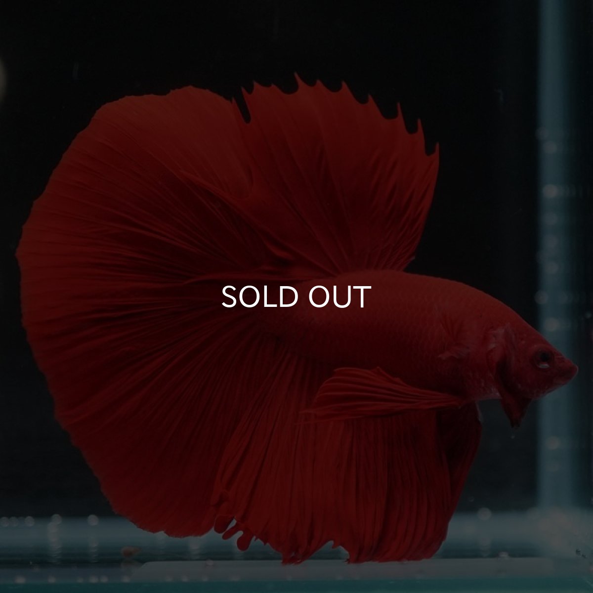 画像5: HM ソリッドレッド (5)