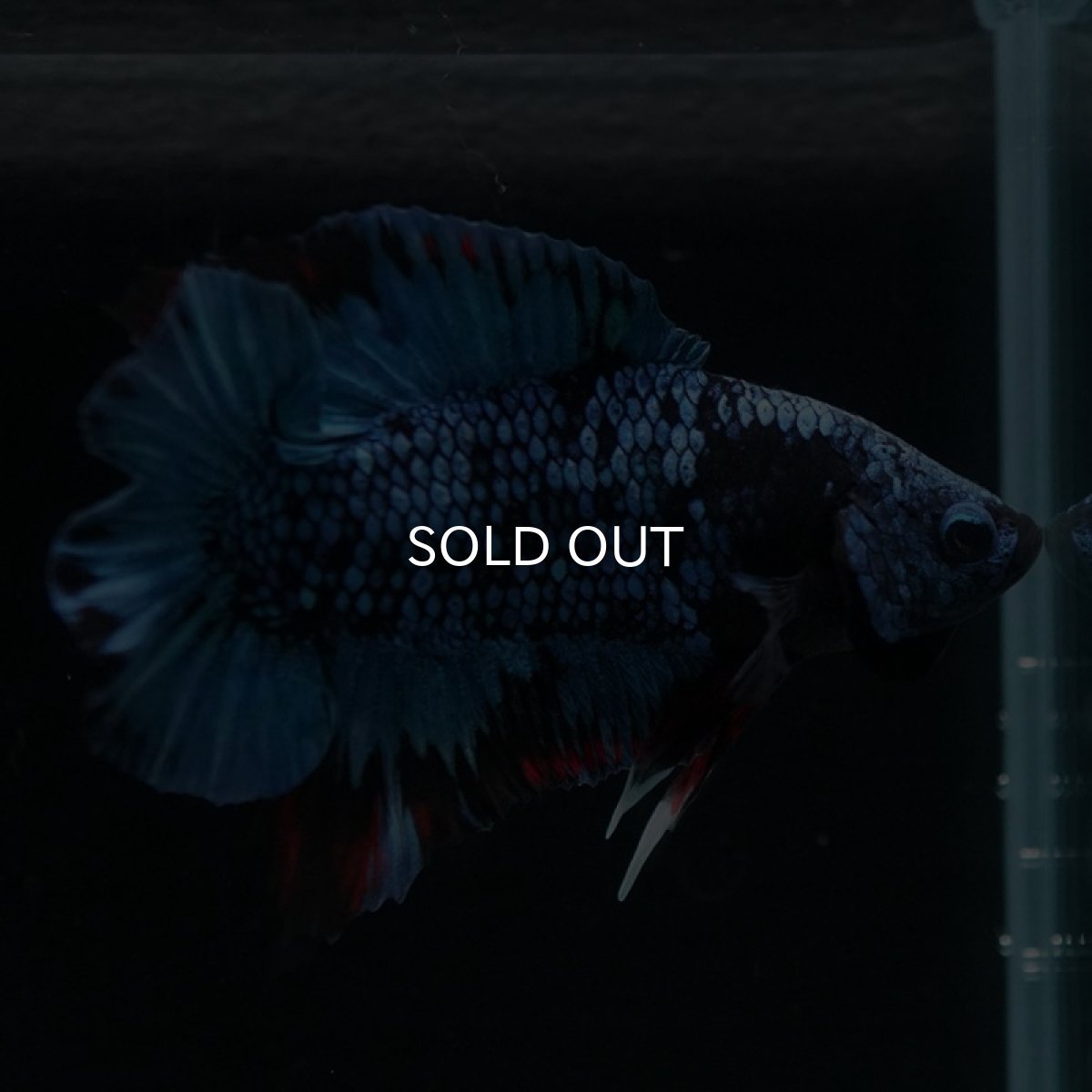 画像6: DTPK ブルーブラック (6)