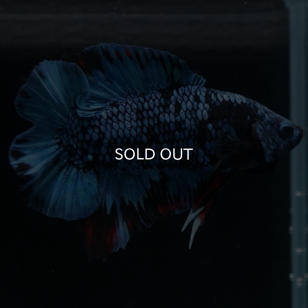 画像2: DTPK ブルーブラック (2)