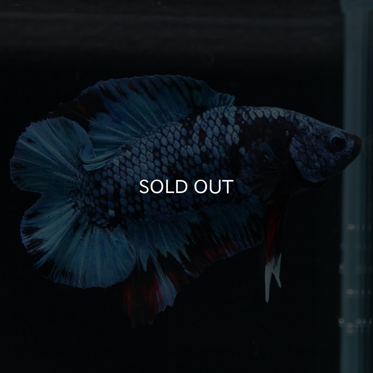 画像4: DTPK ブルーブラック (4)