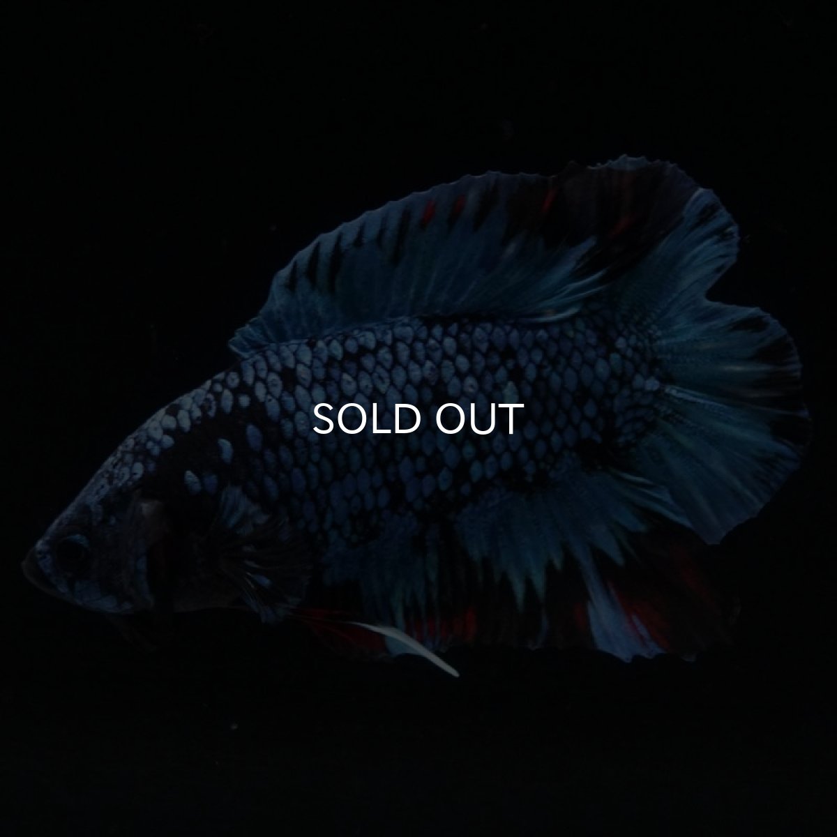 画像3: DTPK ブルーブラック (3)