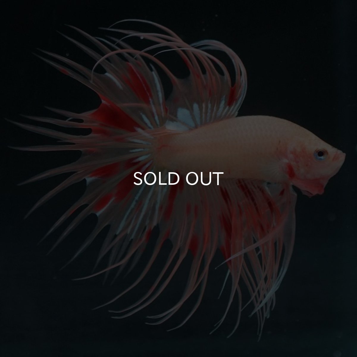 画像7: CT アルマゲドン (7)