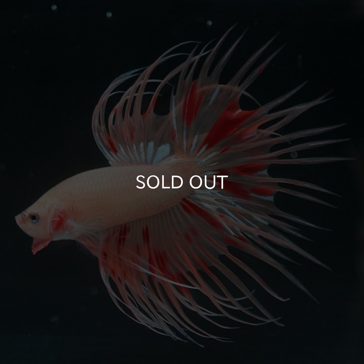 画像12: CT アルマゲドン (12)