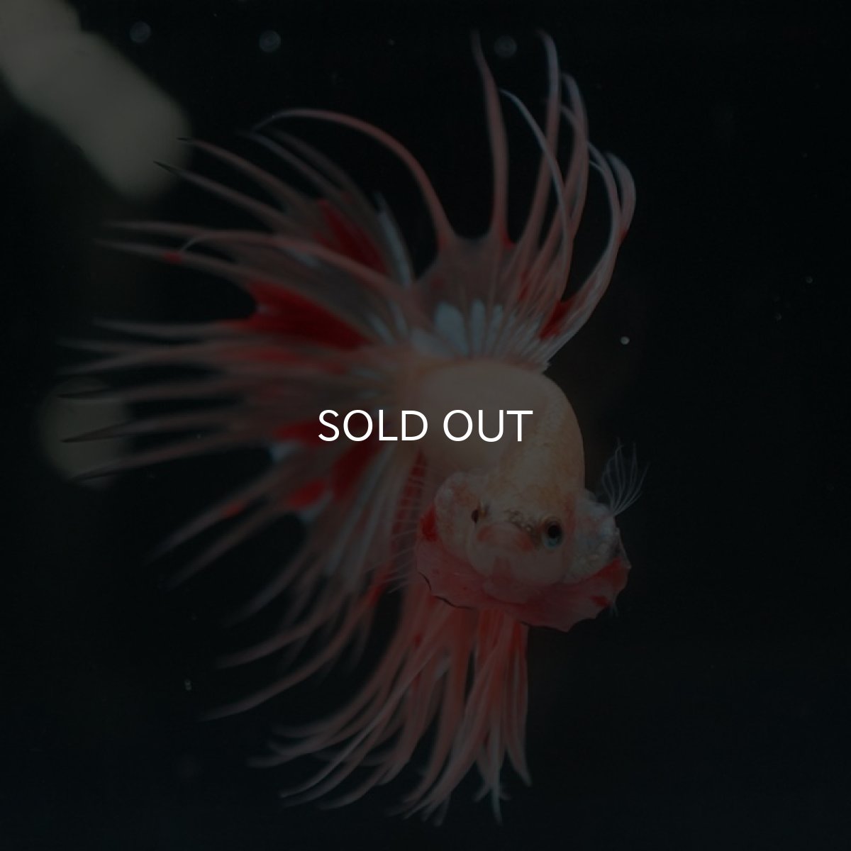 画像9: CT アルマゲドン (9)