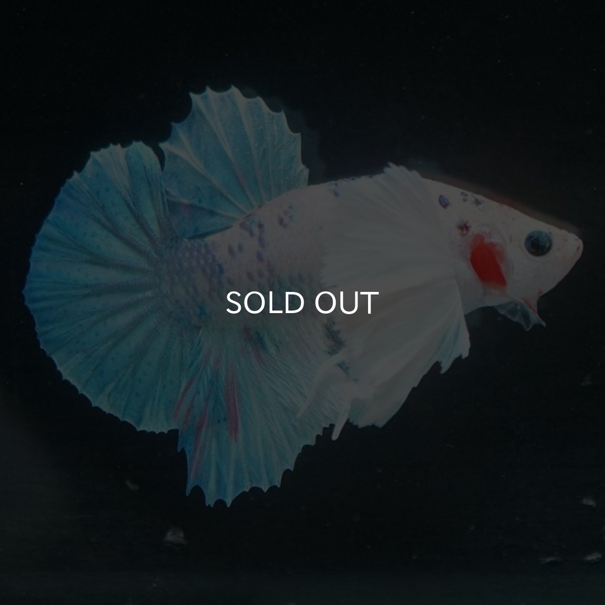 画像7: HMPKダンボ ホワイトファンシー (7)