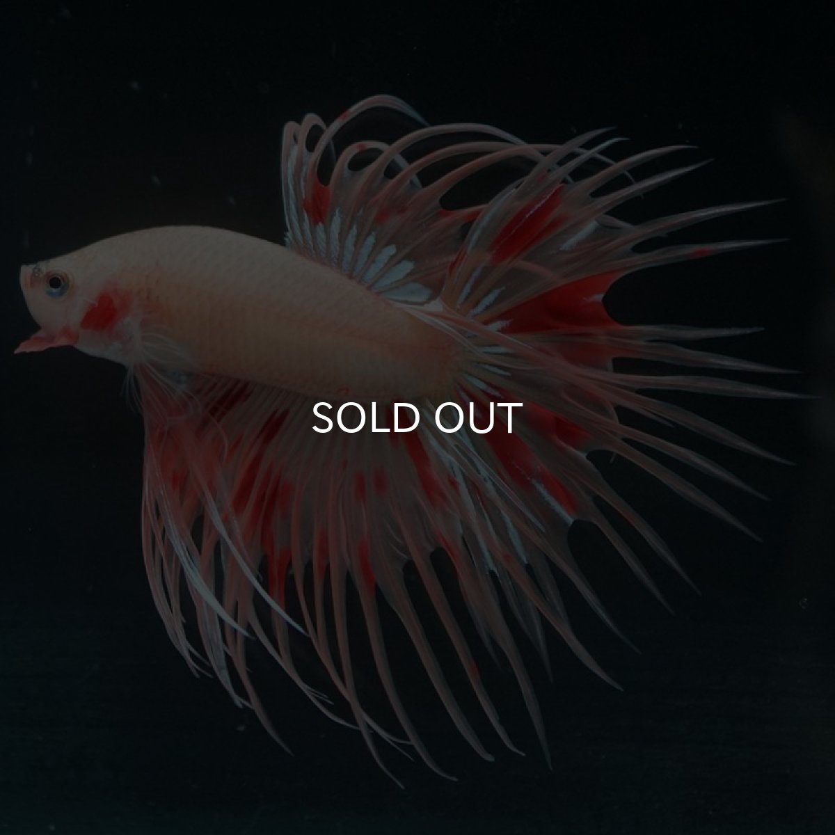 画像11: CT アルマゲドン (11)