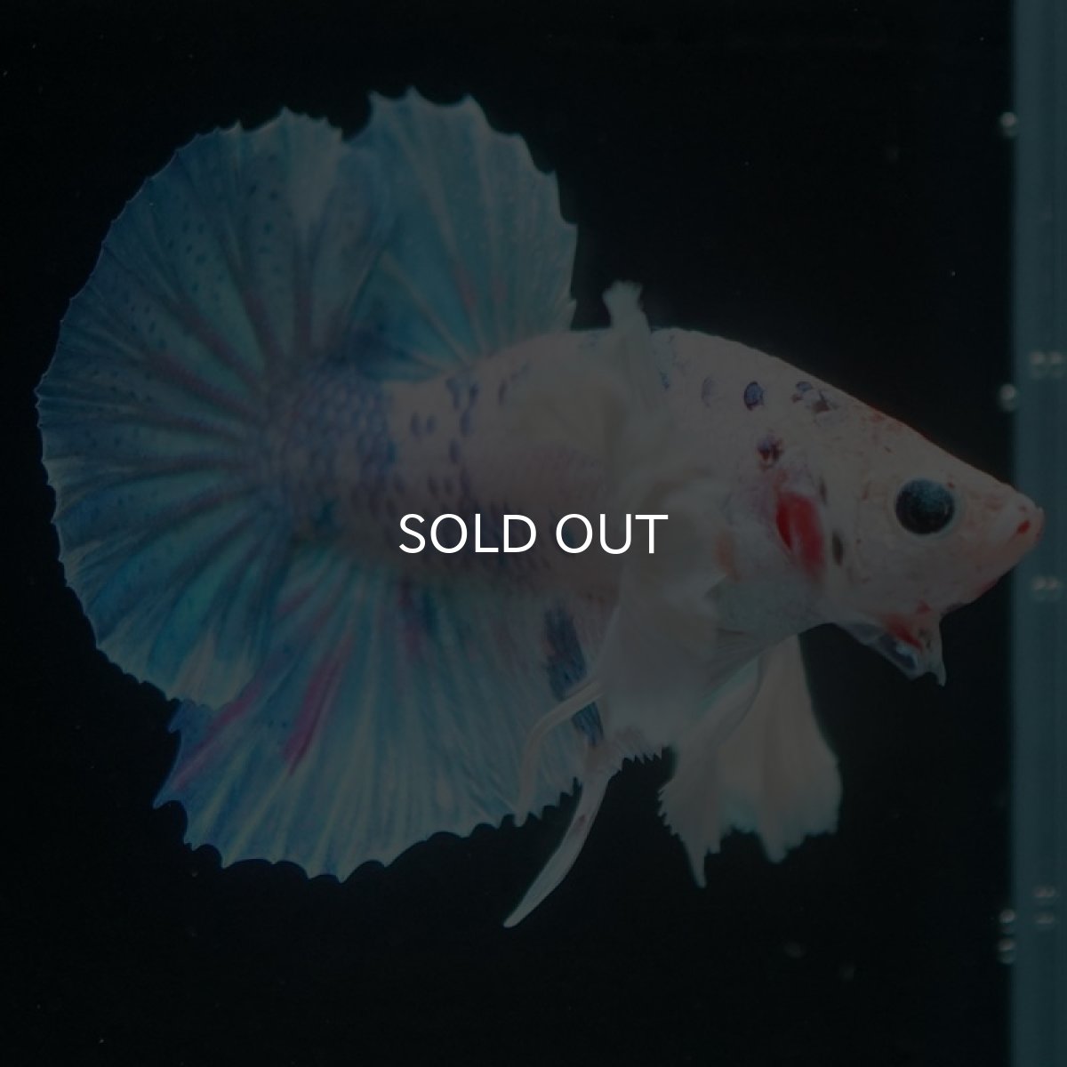 画像5: HMPKダンボ ホワイトファンシー (5)