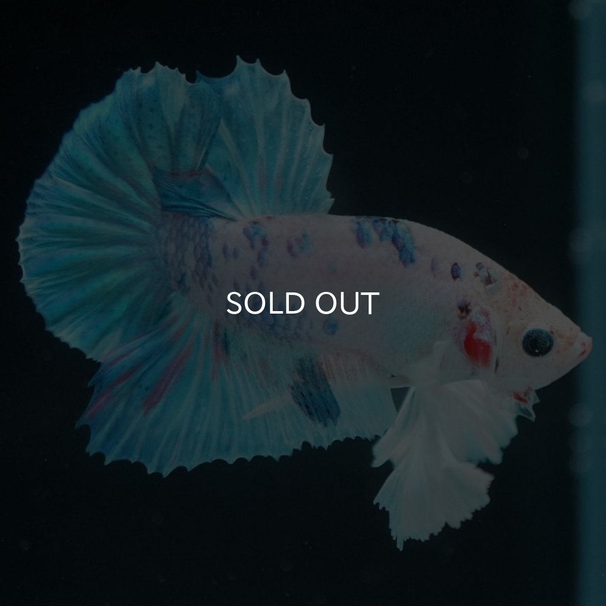 画像4: HMPKダンボ ホワイトファンシー (4)