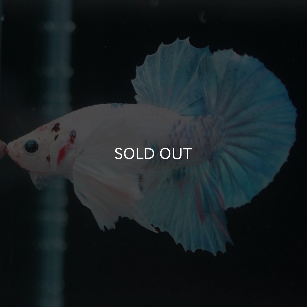 画像6: HMPKダンボ ホワイトファンシー (6)