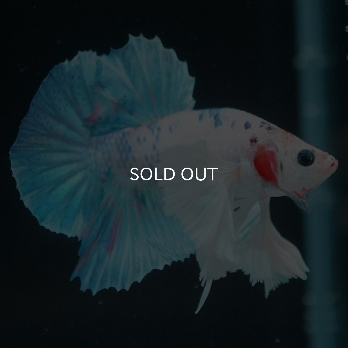 画像2: HMPKダンボ ホワイトファンシー (2)