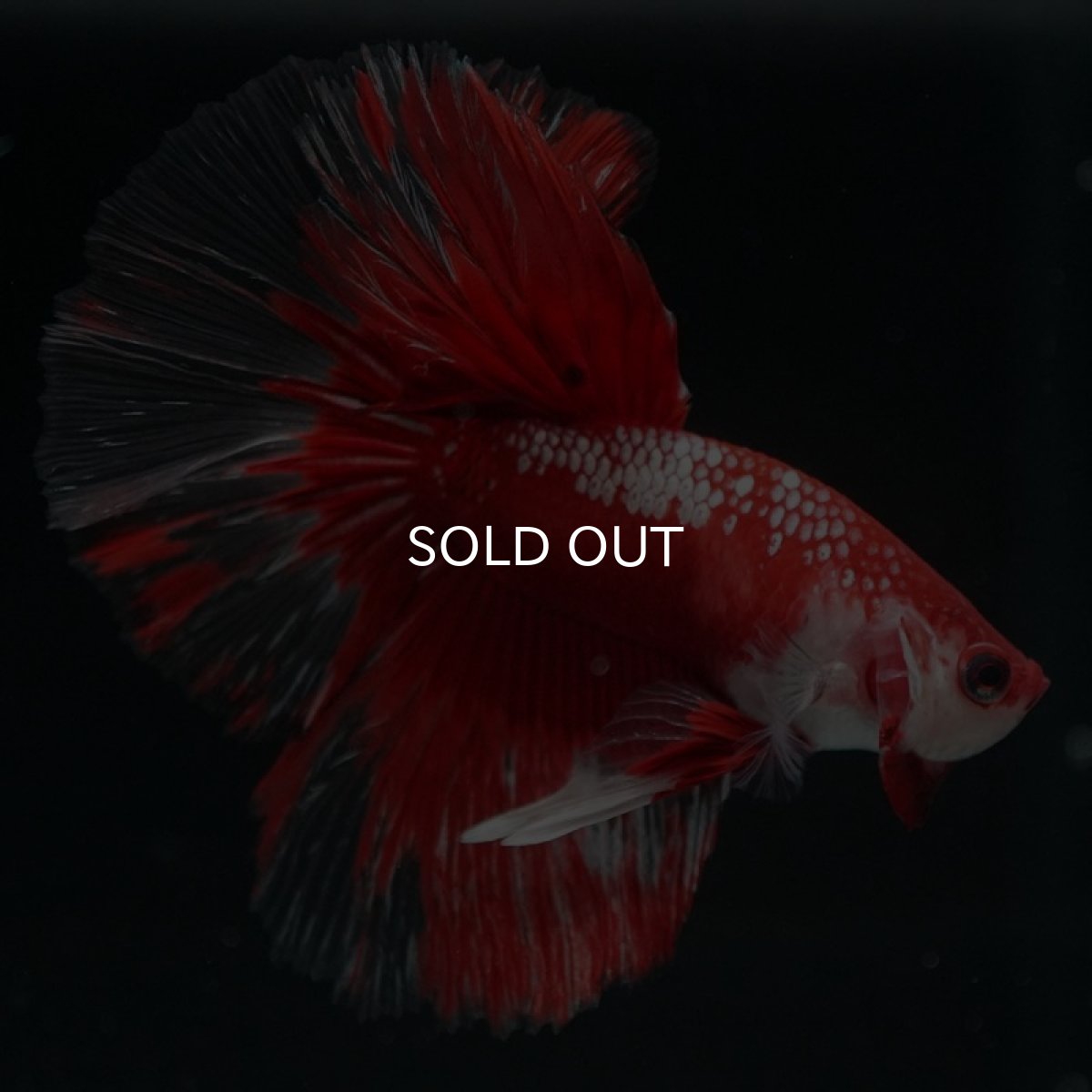 画像8: HM　レッドギャラクシー (8)